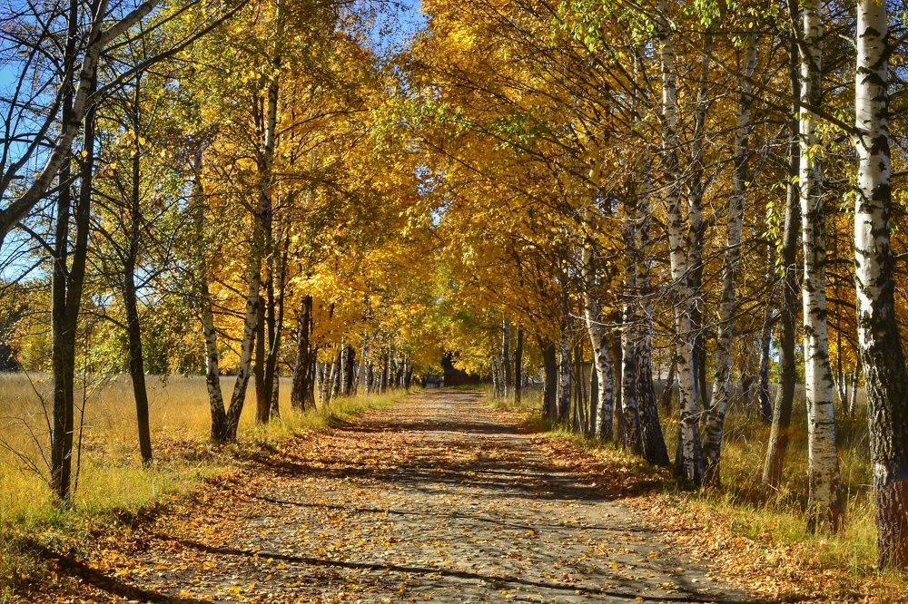 Photograph by Елена Раздвилова