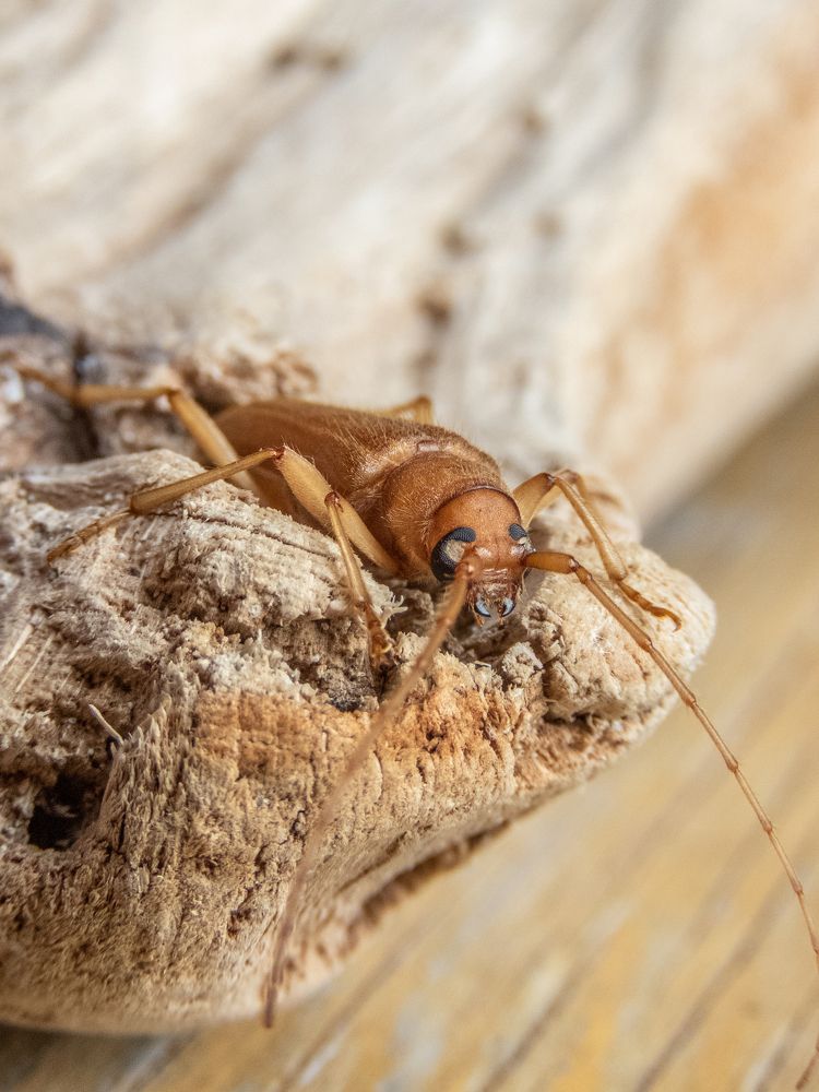 Встреча с жуком