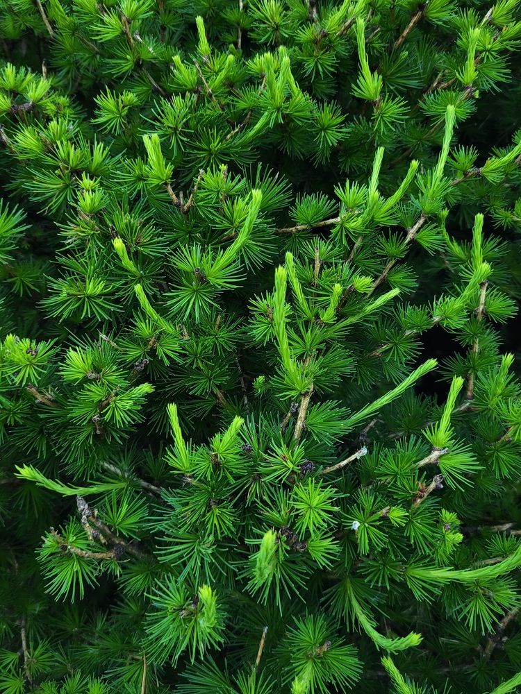 Фотография автора Олег Голубев