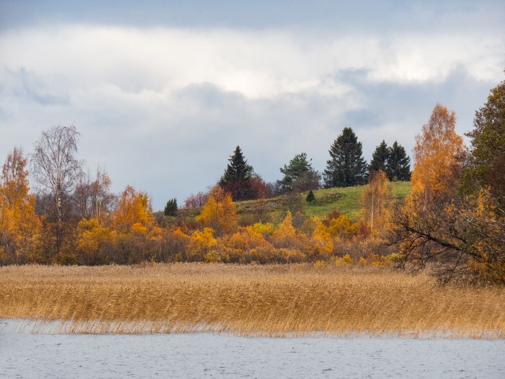 Осенний берег Онеги