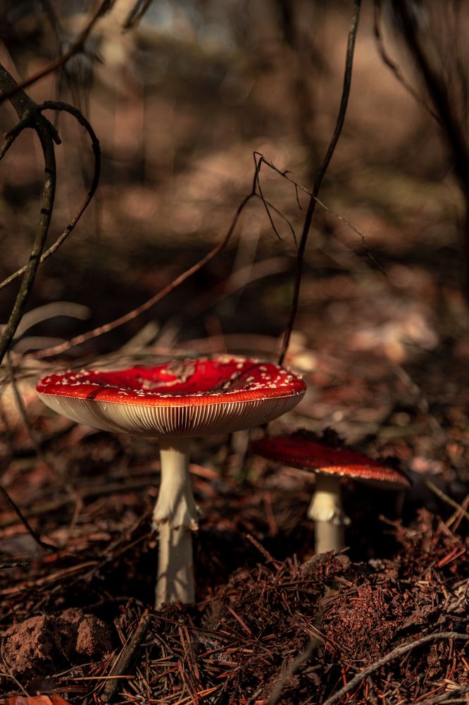 Photograph by Эльвира Грызлова