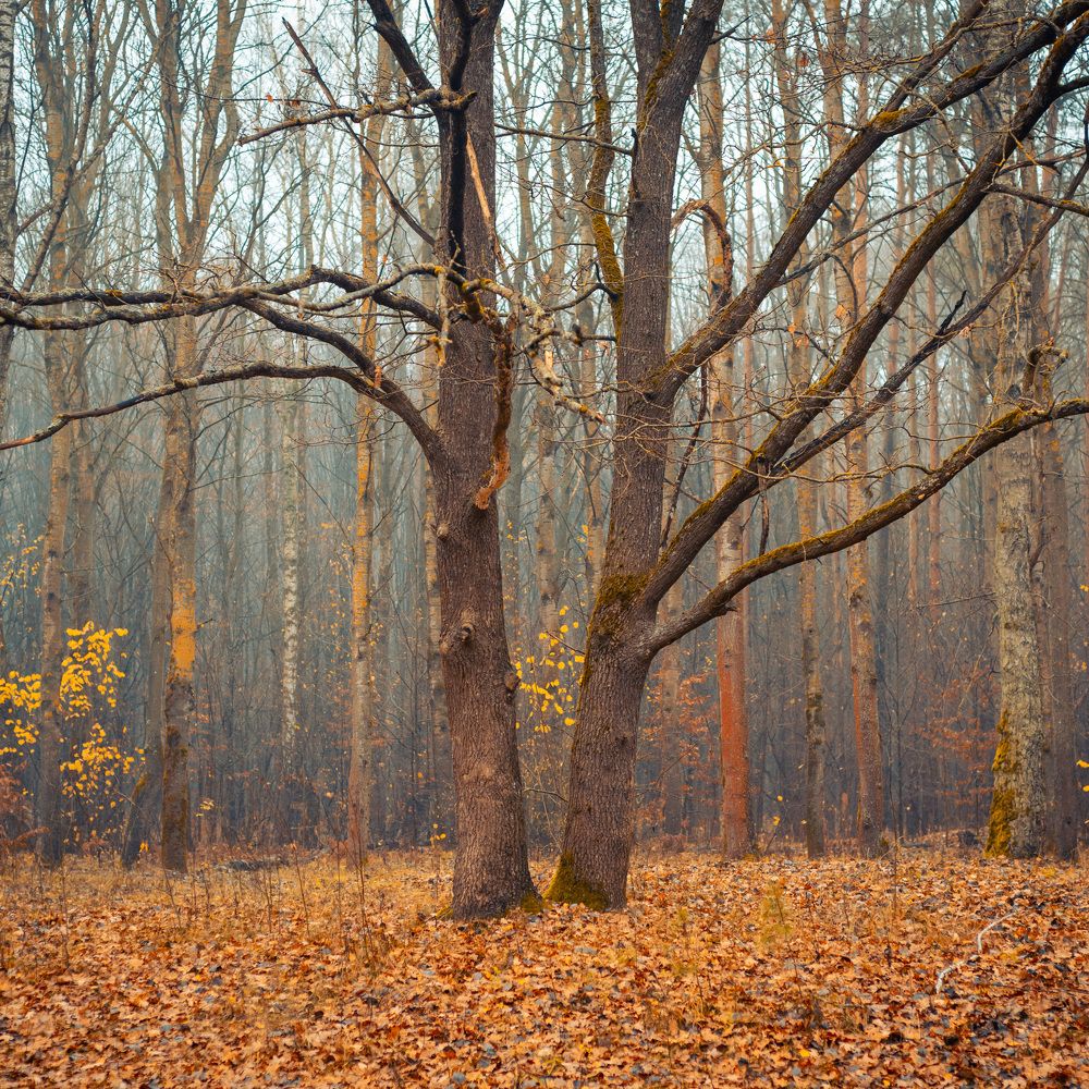 Photograph by Владимир Ликман