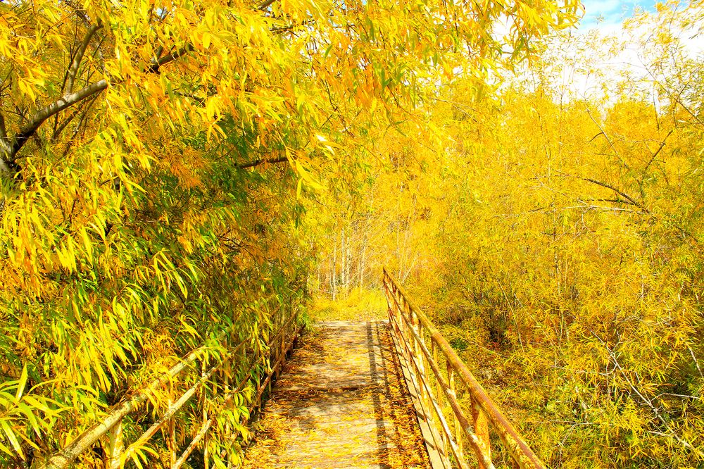 Золотой лес