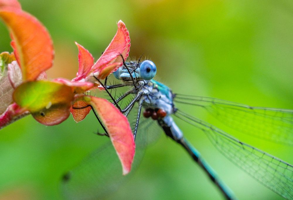 Photograph by Олеся zme