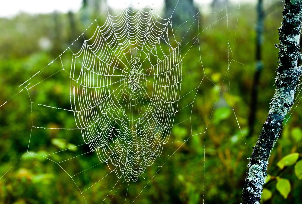 Photograph by Владимир Брагилевский