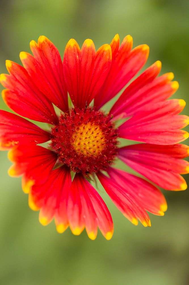 Красный цветок