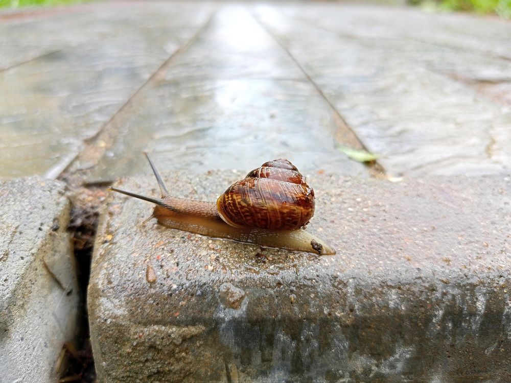 Фотография автора Алексей Корнеев