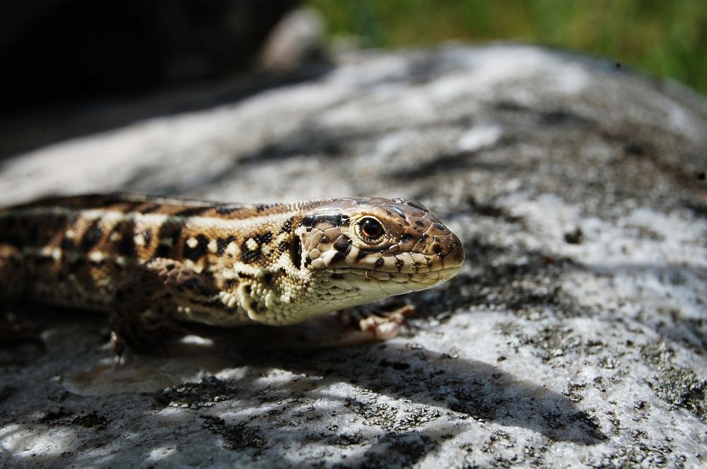 Photograph by Майя Синичкина