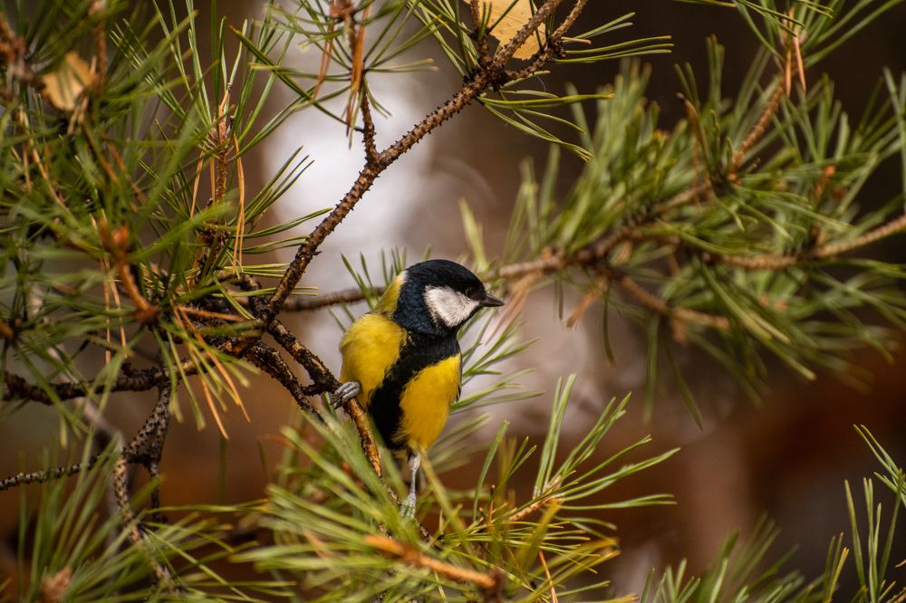 Photograph by Дмитрий Кочетков
