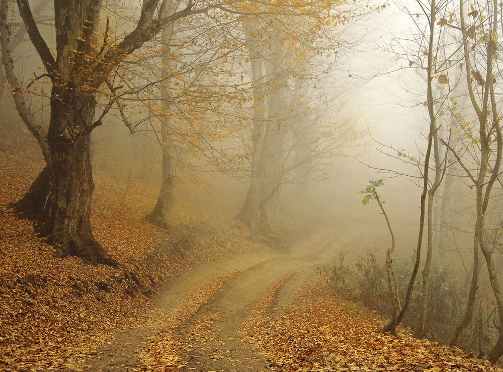 Photograph by Saeid Rabiezadeh