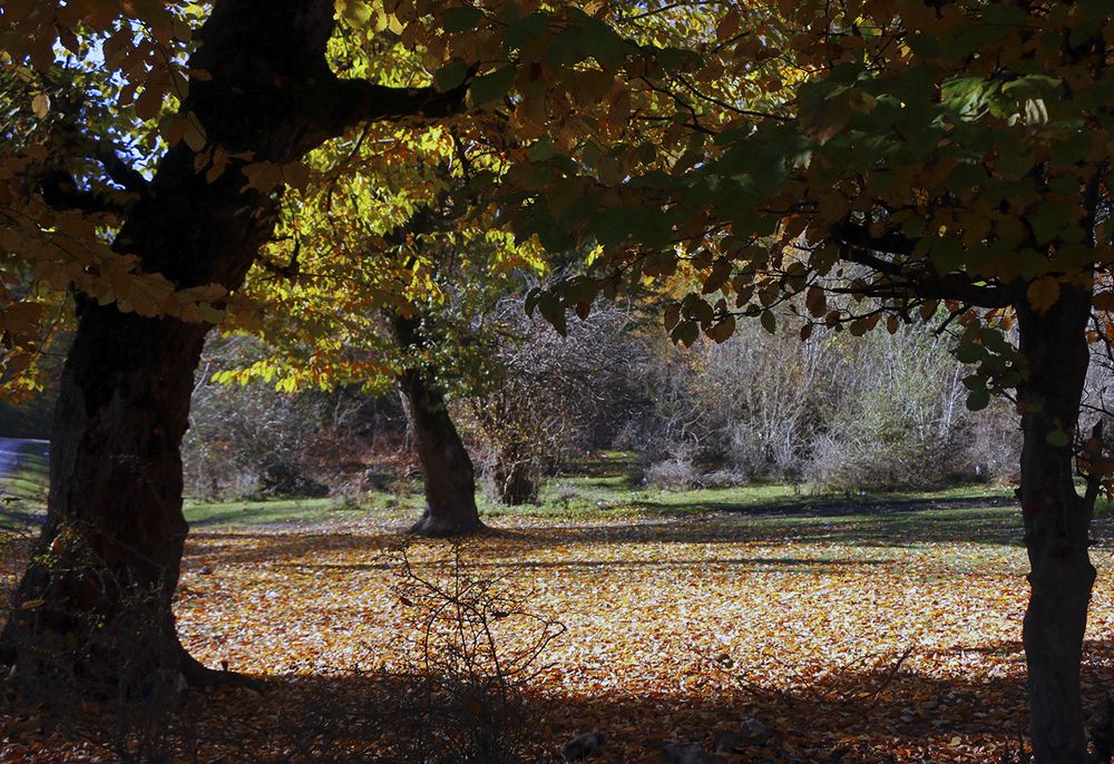 Фотография автора Ghadir Vaghari