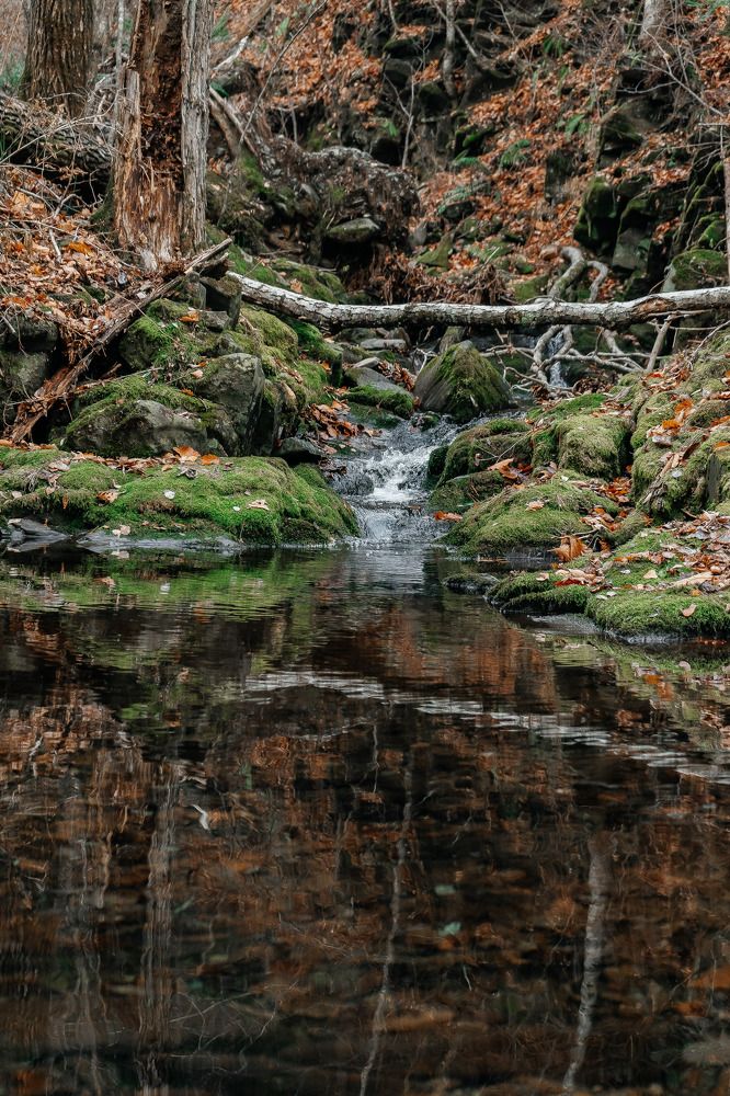 Фотография автора Александра Глускер
