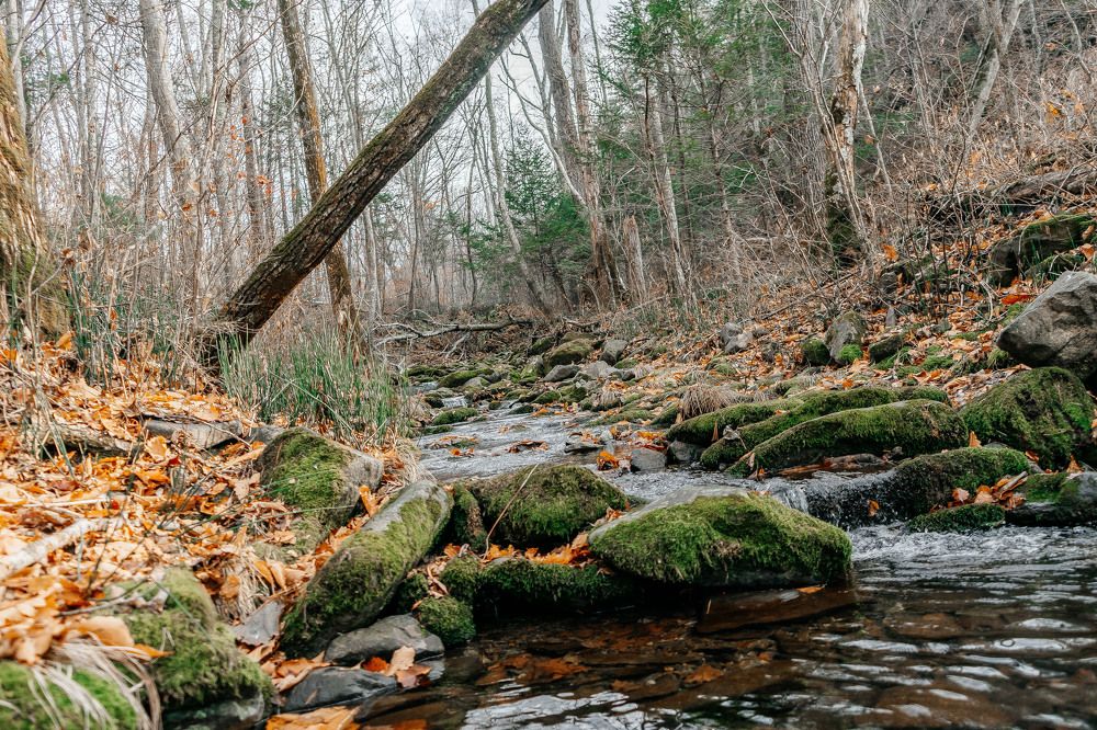 Фотография автора Александра Глускер