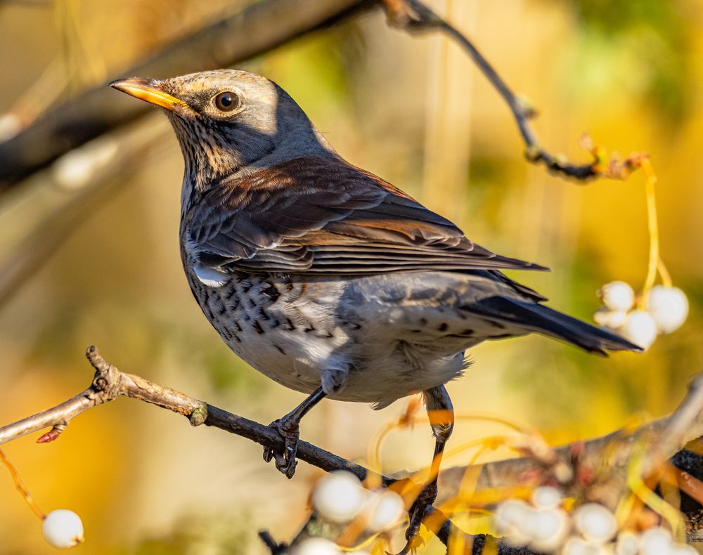 Photograph by Курлянцев Алексей