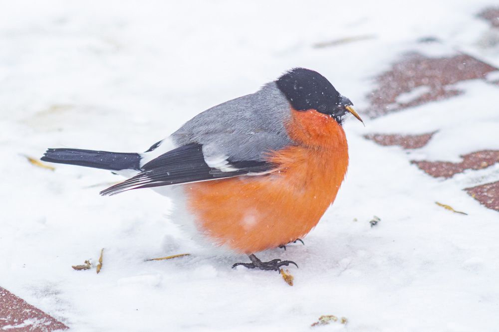 Photograph by Алексей Борисов
