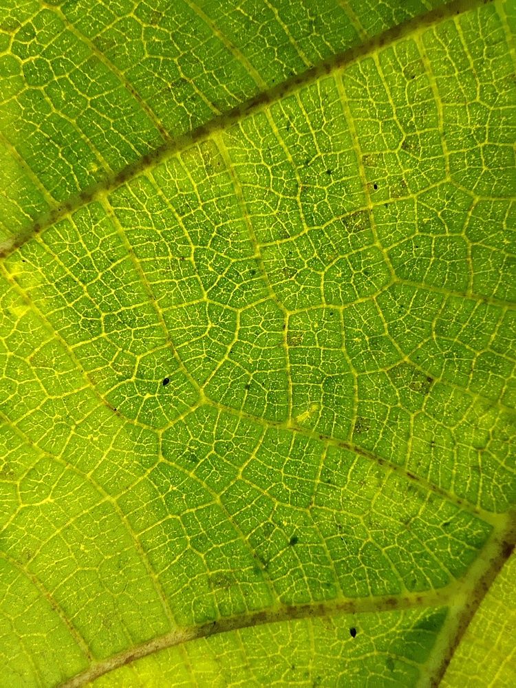 Photograph by shinlay shinas