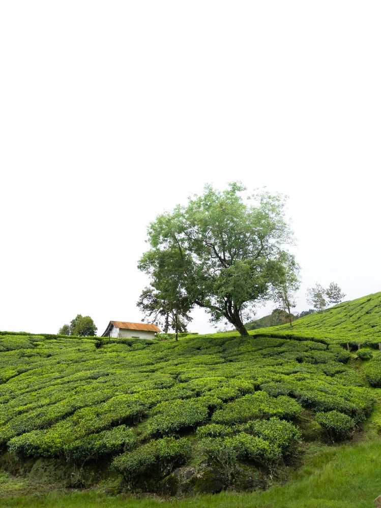 Photograph by SIBIN V