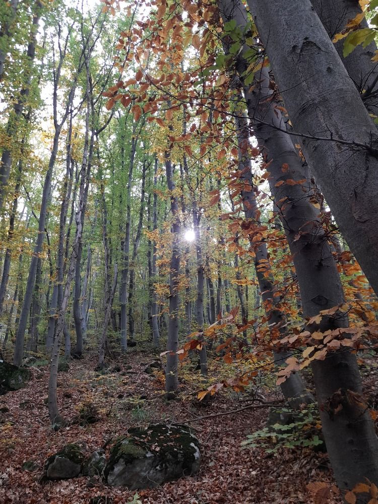 The autumn sun power