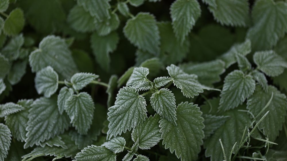 Photograph by Елена Одынец