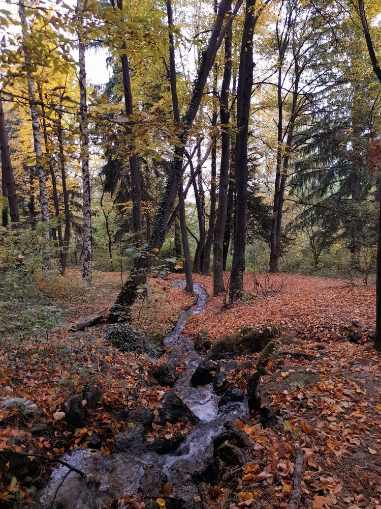 A winding brook among the trees