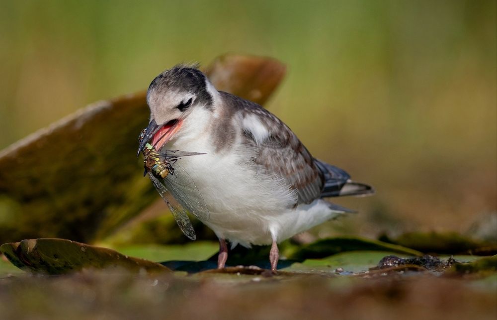Photograph by Павел Краснослободцев
