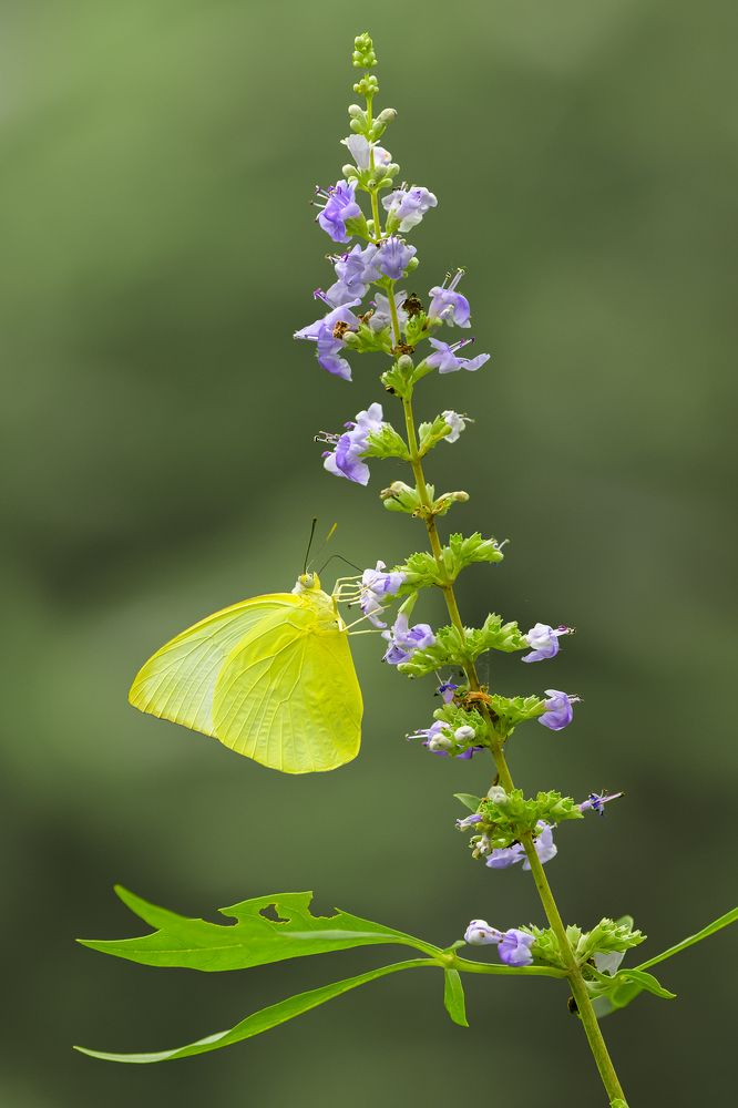 Photograph by Benny Chan