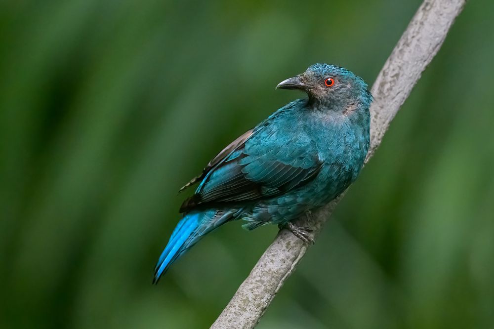 Photograph by Benny Chan