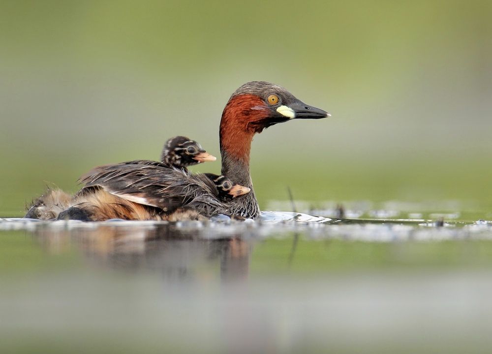 Photograph by Debtanu Baidya