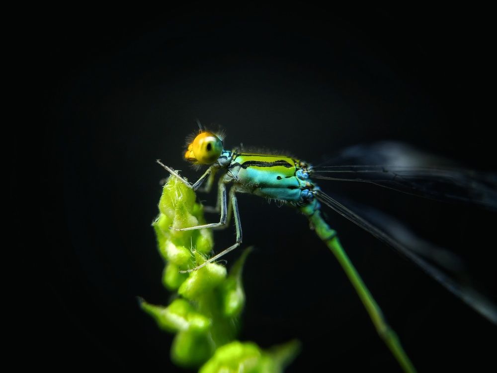 Photograph by Souvik Bhattacharyya