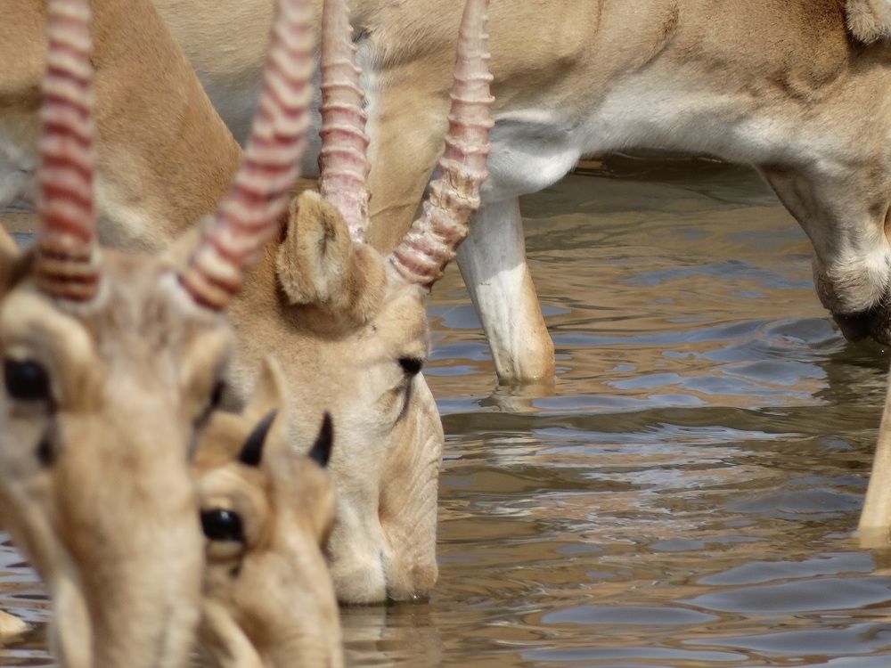 Розовые рога