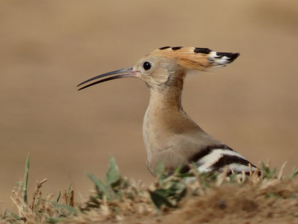 Я не дятел, я удод