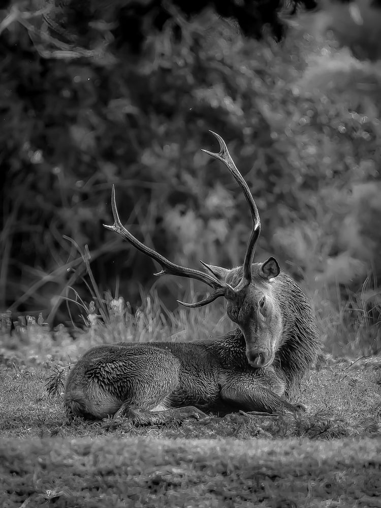 Photograph by Andrea Barlotti