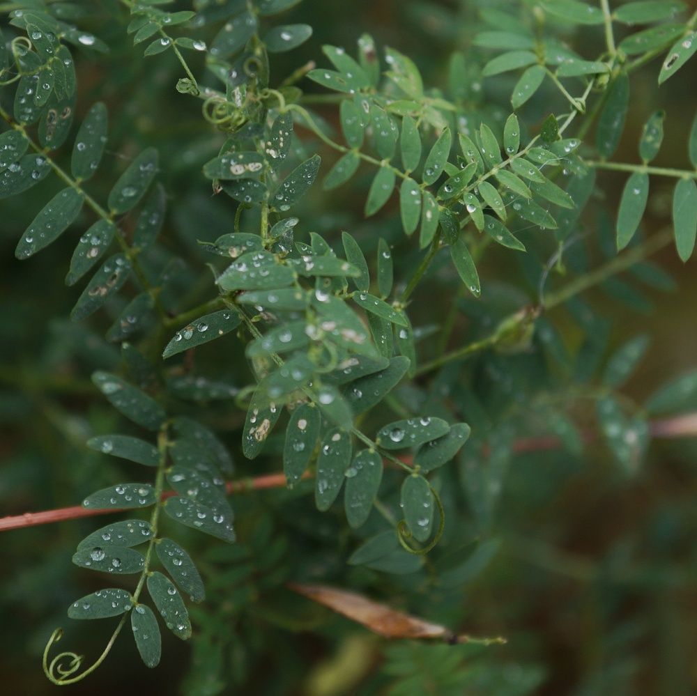 Photograph by Max_niksh