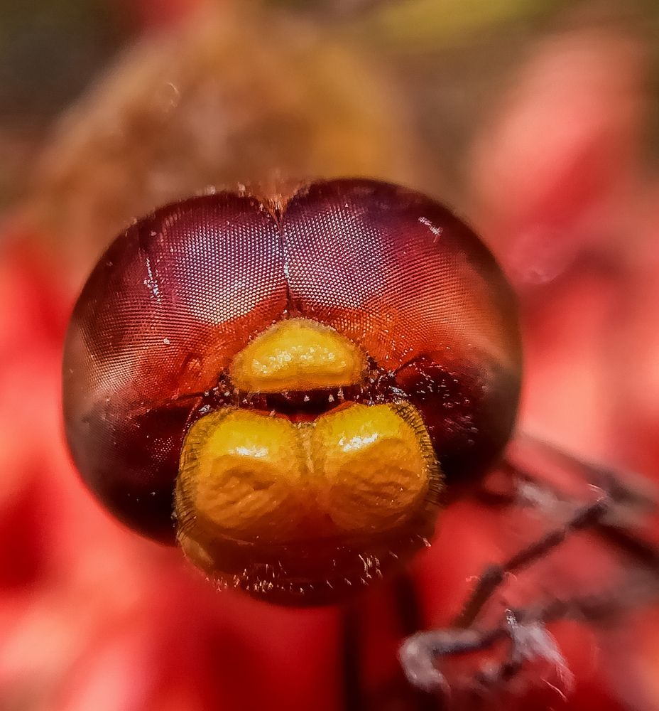 Photograph by Souvik Bhattacharyya