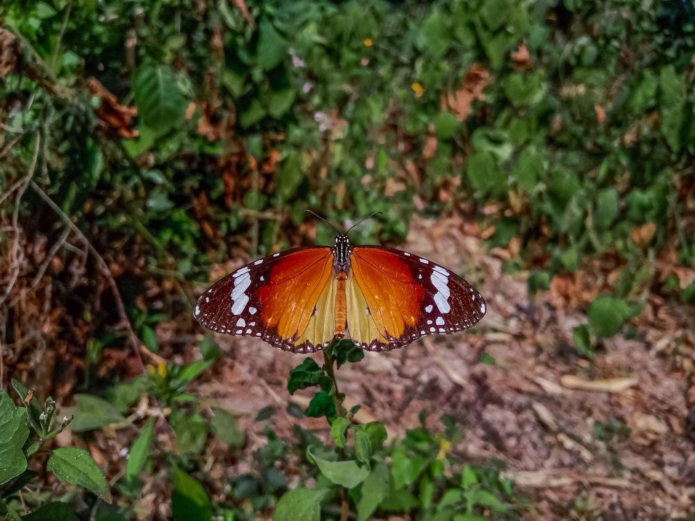 Photograph by Souvik Bhattacharyya
