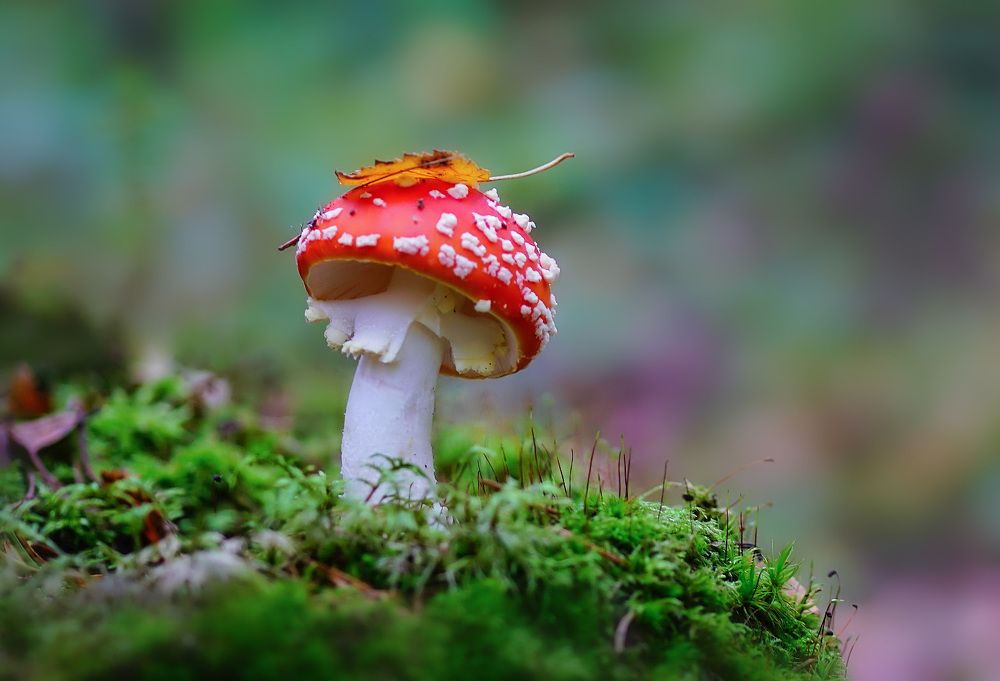 Фотография автора Галина