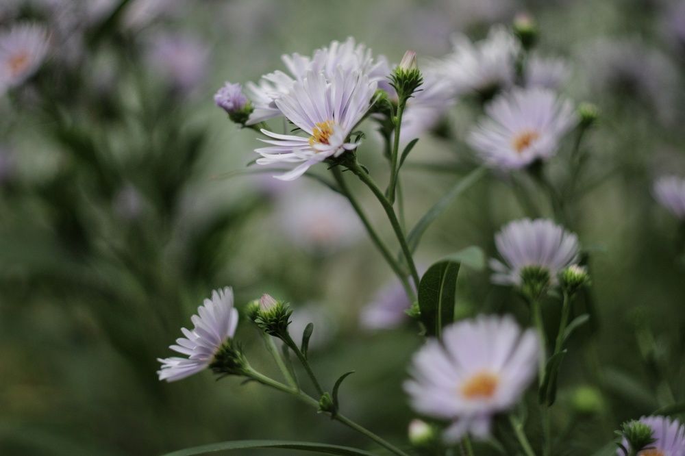 Photograph by Инна Карасева