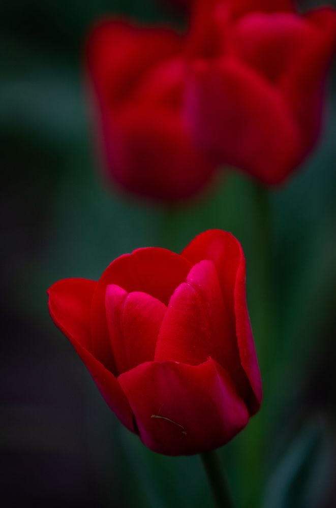 Photograph by Ирина Крепак