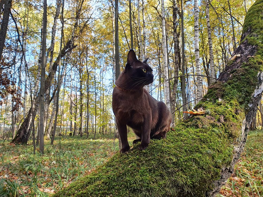 Фотография автора Надежда Лисицына