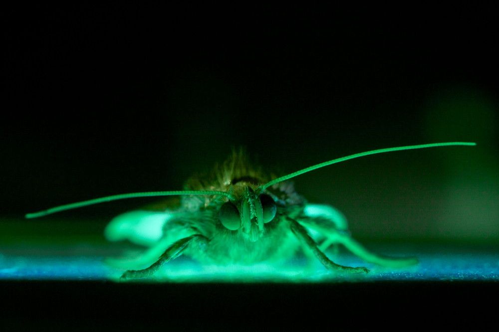 Фотография автора Максим Светличный