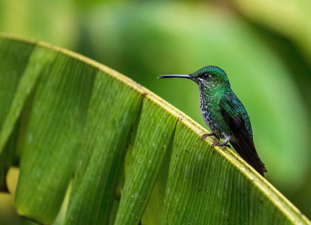 Hummingbird, Monteverde (Costarica)