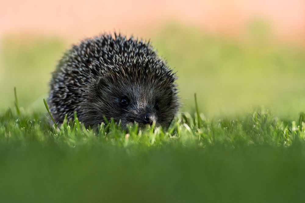 Photograph by Павел Крылов