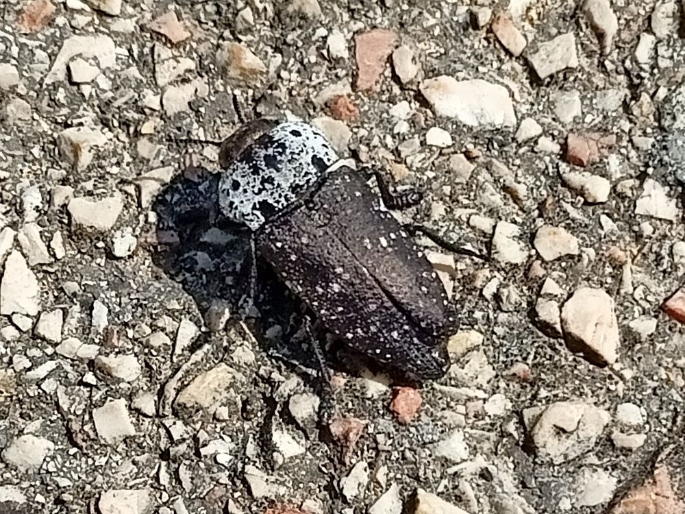 Жук Златка Черная