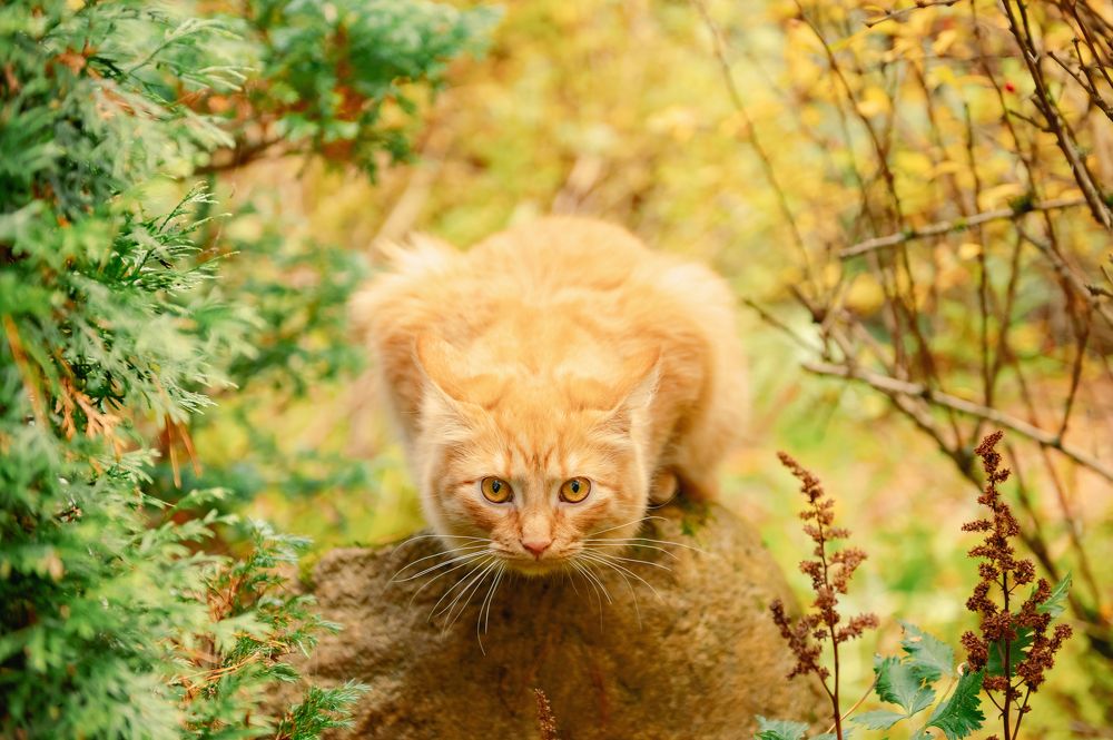 Фотография автора Яна Романова