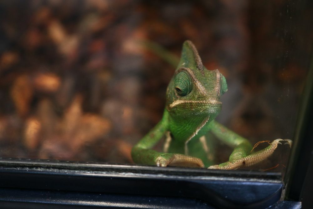 Photograph by Светлана Шуткова