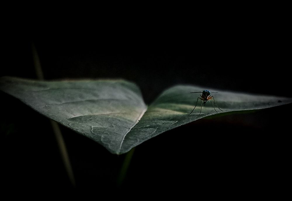 Фотография автора Abir Duley