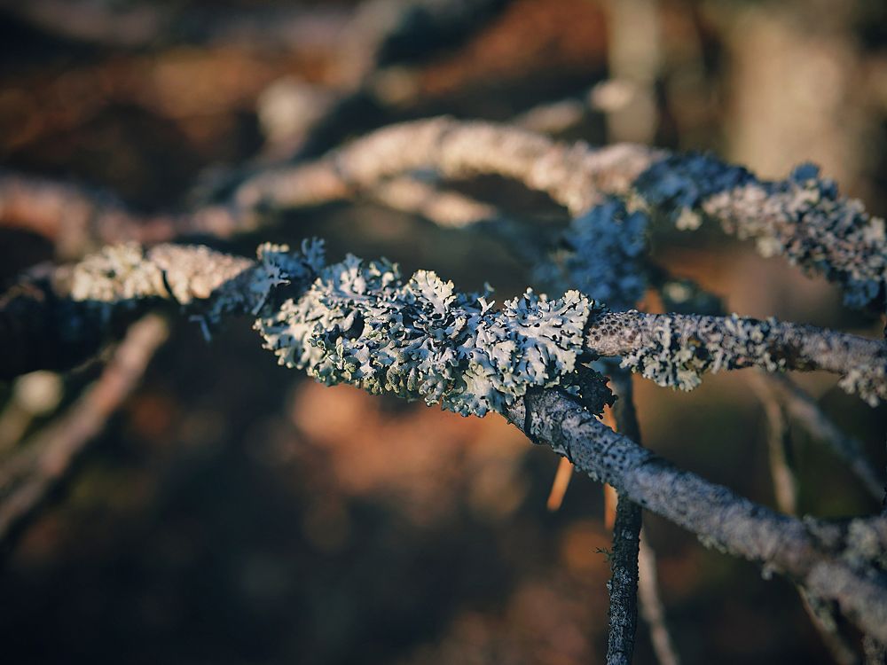 Photograph by Серафима Силина