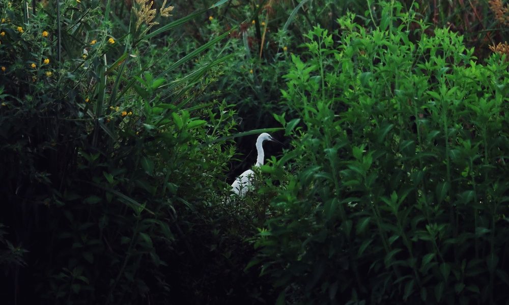 Photograph by Nusky Ahamed