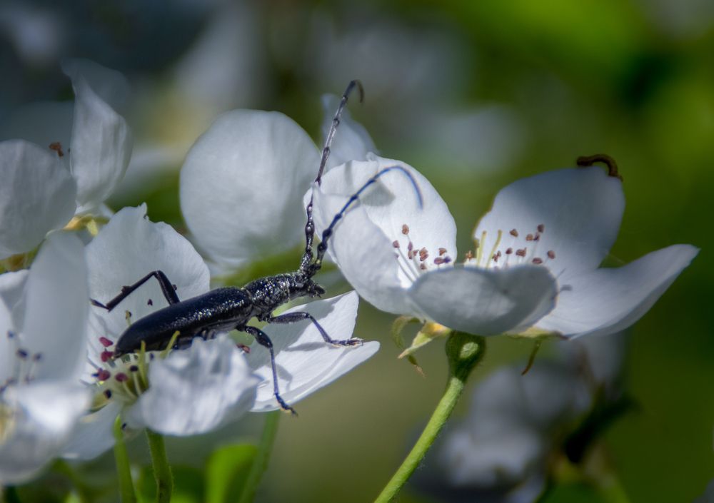 Photograph by Ирина Крепак