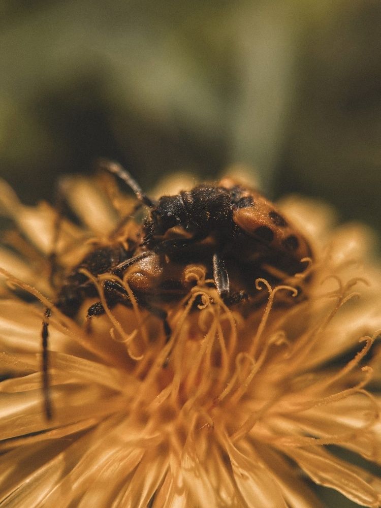 Photograph by Мария Фак